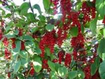 Лимонник китайский