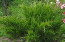 Можжевельник казацкий